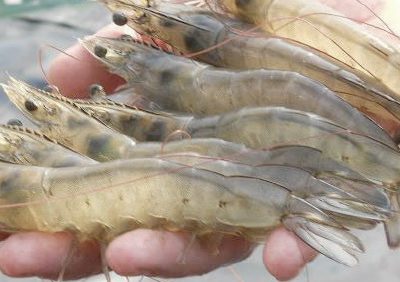 Mere Shrimp farms