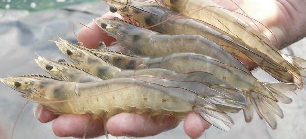 Mere Shrimp farms